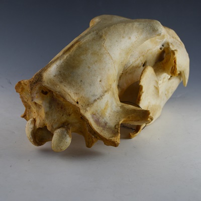 Black Bear Skull