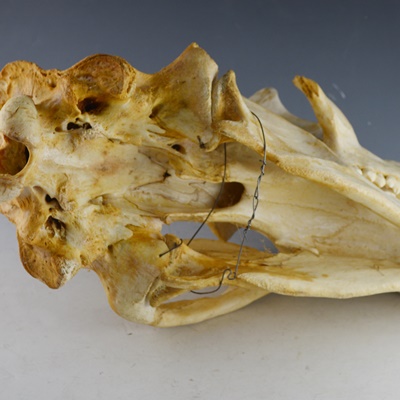 Black Bear Skull