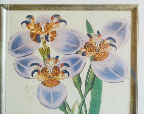 Three Botanical Offset Lithographs