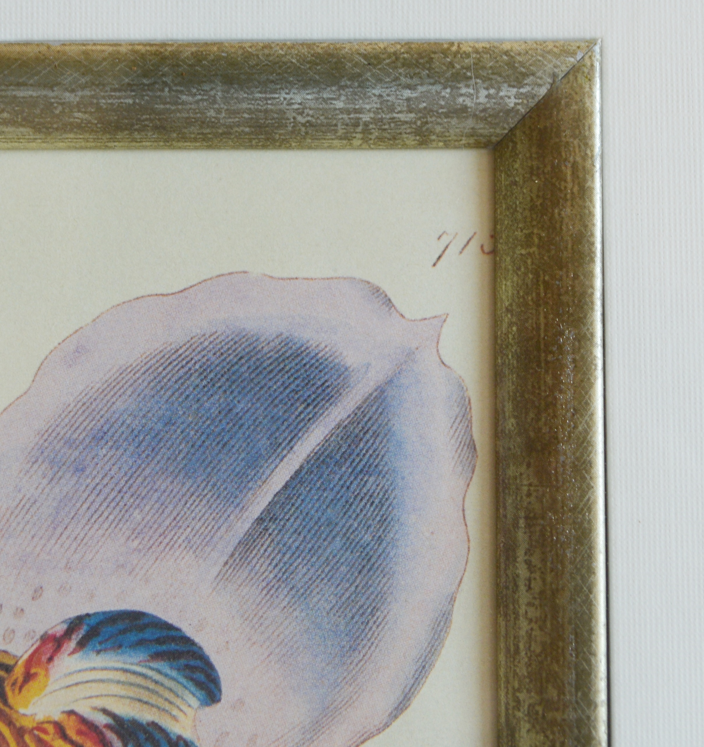 Three Botanical Offset Lithographs