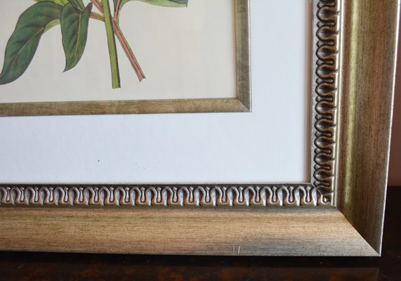 Three Botanical Offset Lithographs