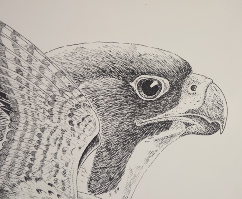 DeVere Burt Eagle Offset Lithograph