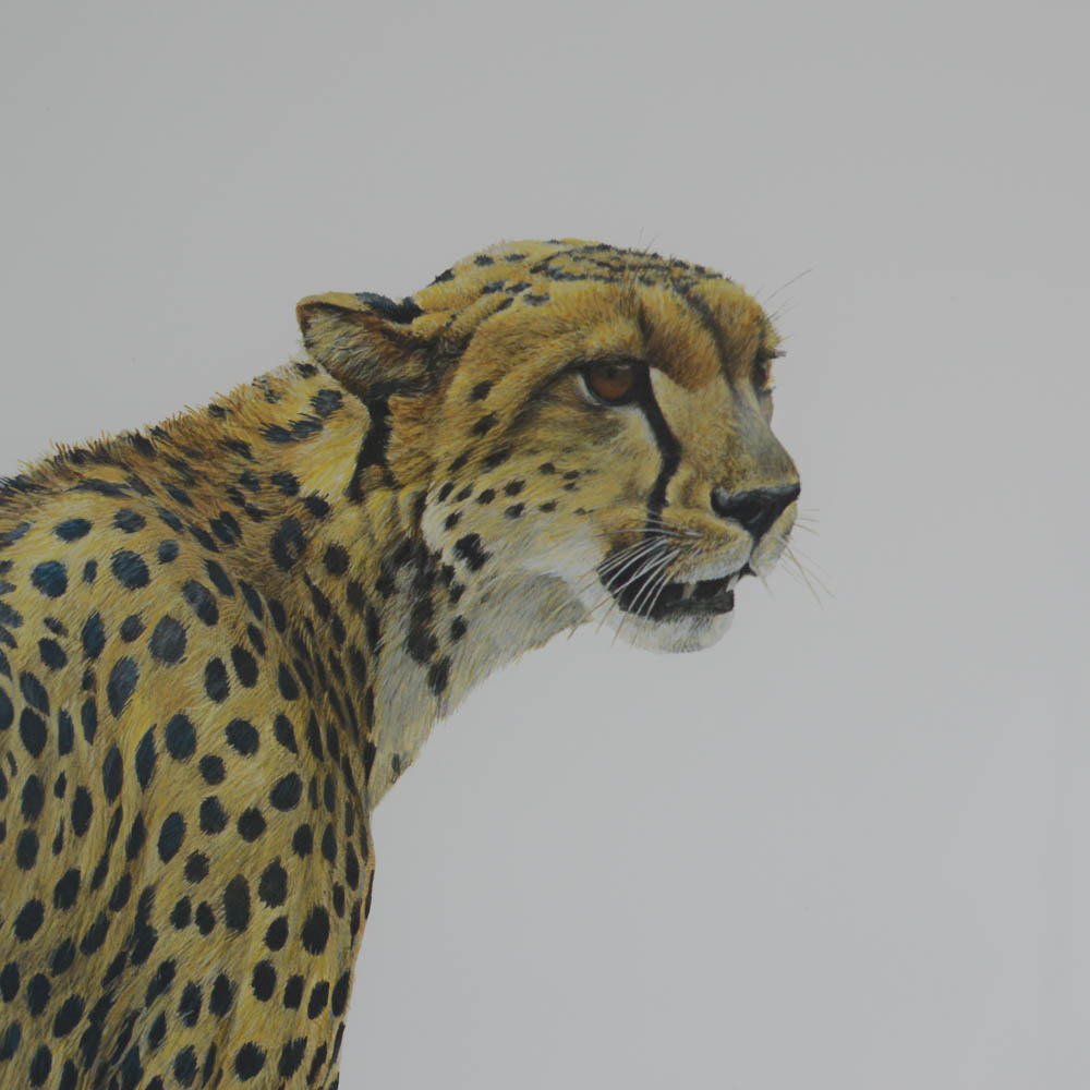 Robert Bateman Signed Offset Lithograph "Cheetah Profile"