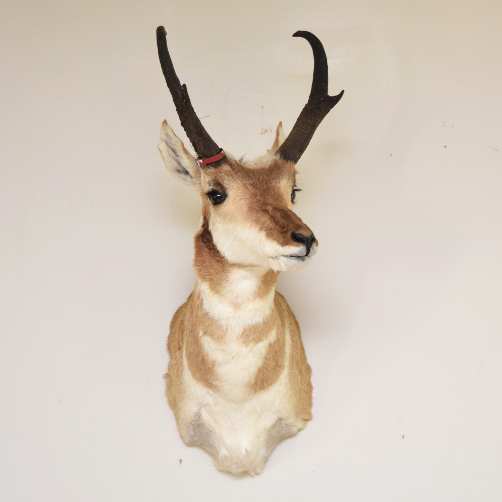 Pronghorn Antelope Taxidermy Mount