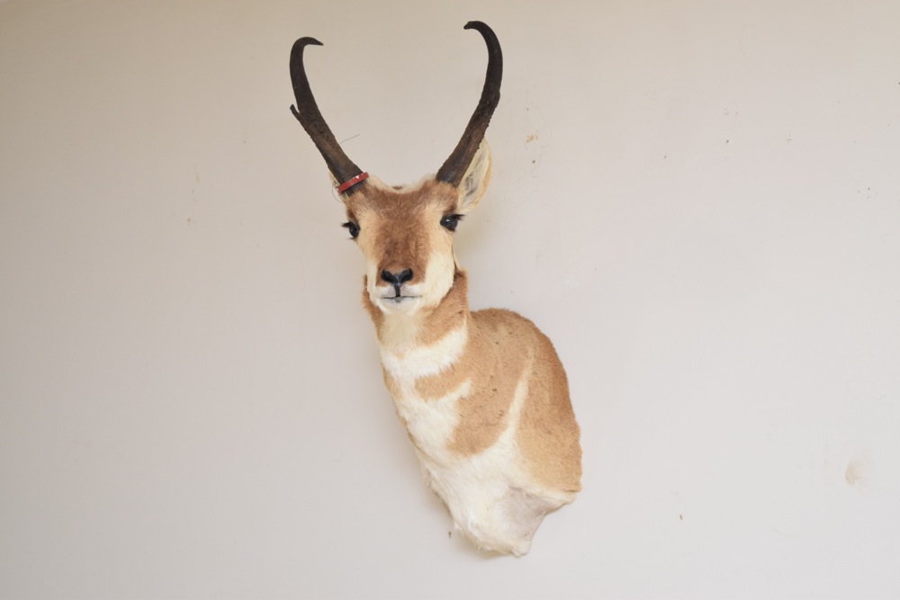 Pronghorn Antelope Taxidermy Mount