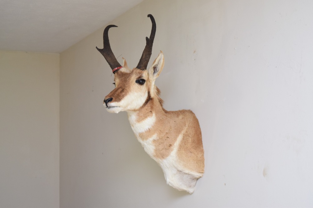 Pronghorn Antelope Taxidermy Mount