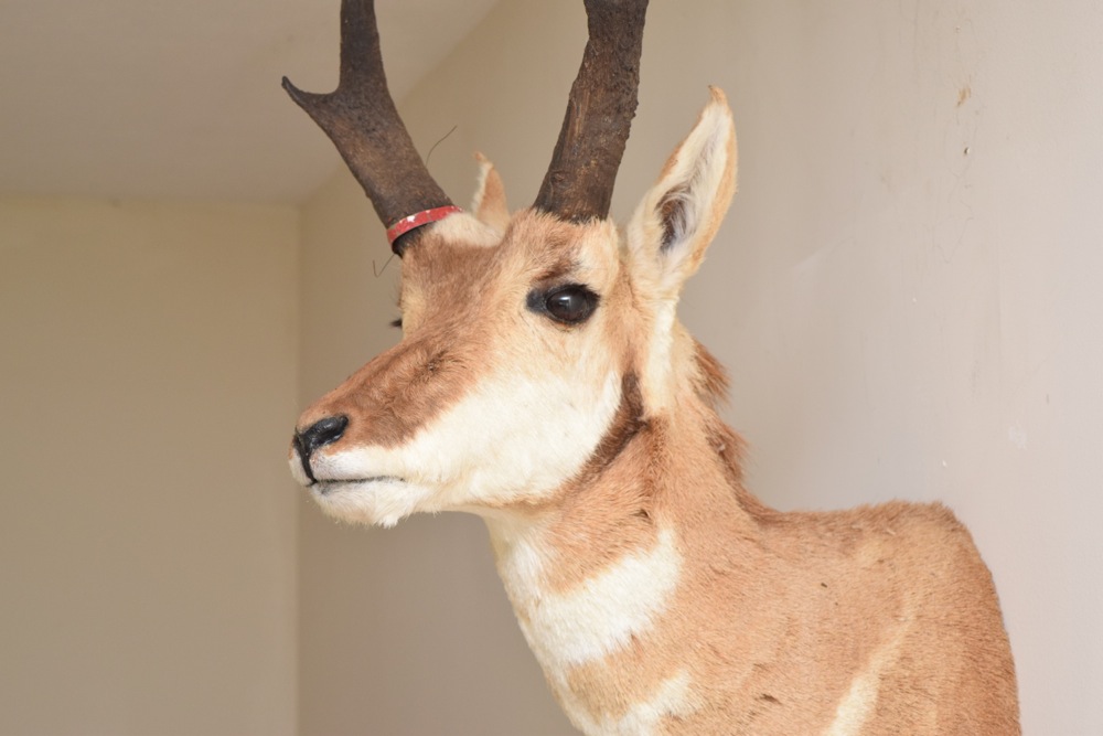 Pronghorn Antelope Taxidermy Mount