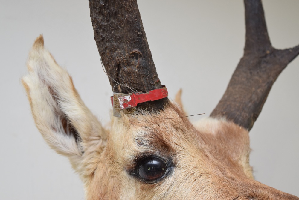 Pronghorn Antelope Taxidermy Mount