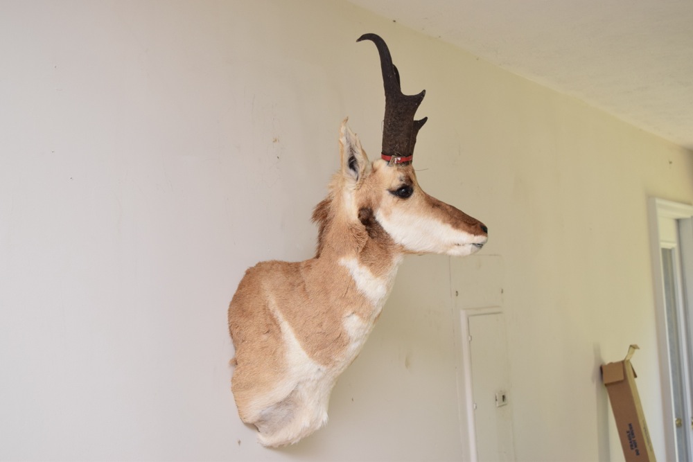 Pronghorn Antelope Taxidermy Mount