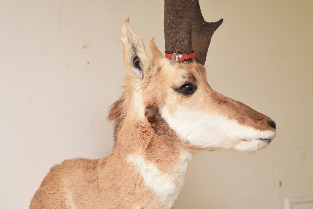 Pronghorn Antelope Taxidermy Mount