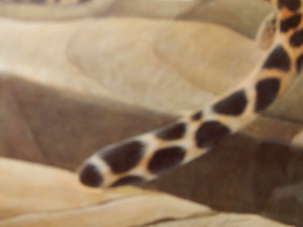 "Leopard" Limited Edition John Ruthven Signed Print