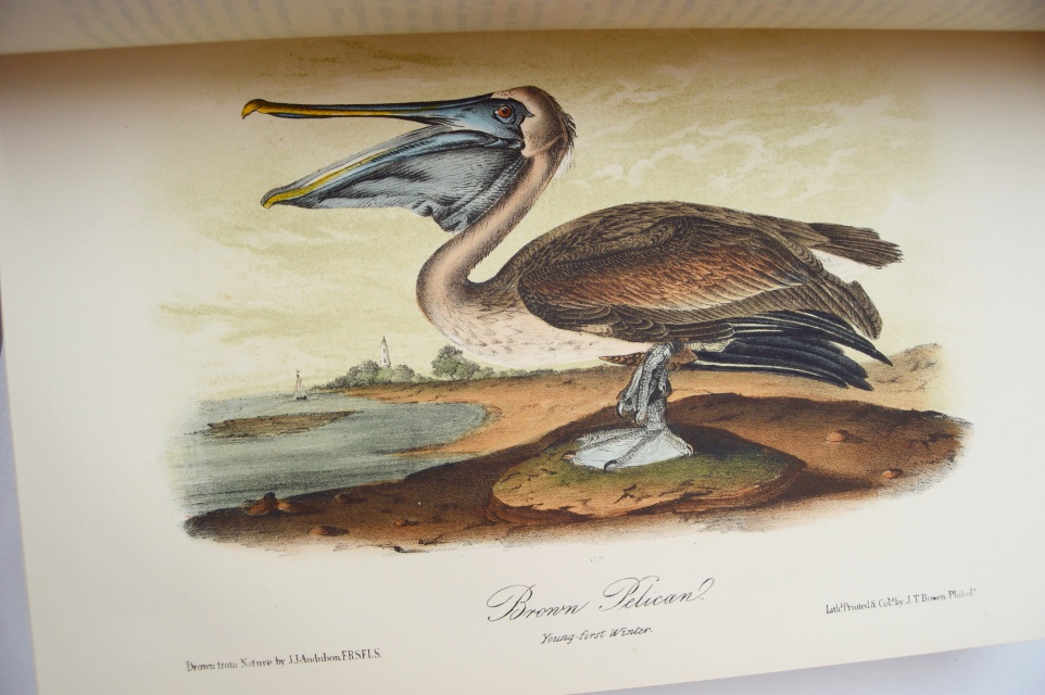 "The Birds of America" Fifth Octavo Edition Complete Set by J.J. Audubon