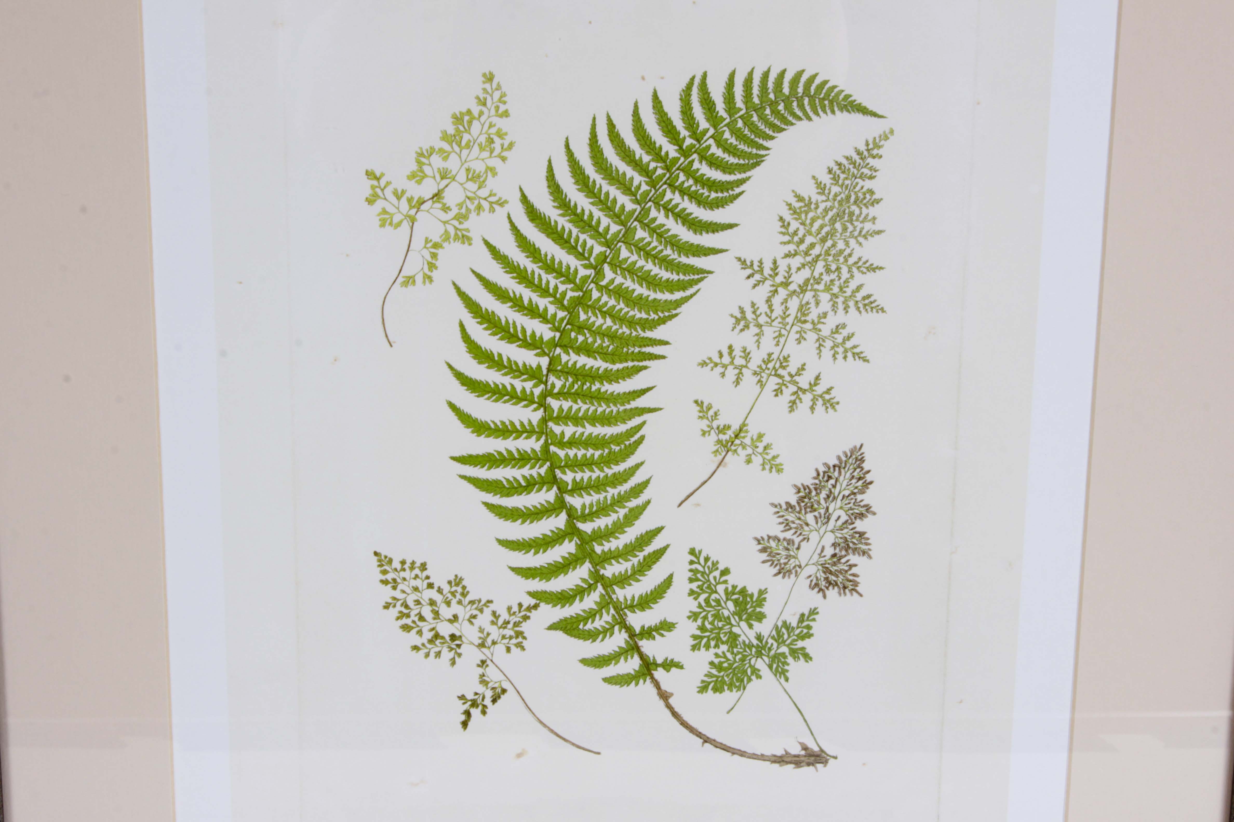 Framed Art Collection