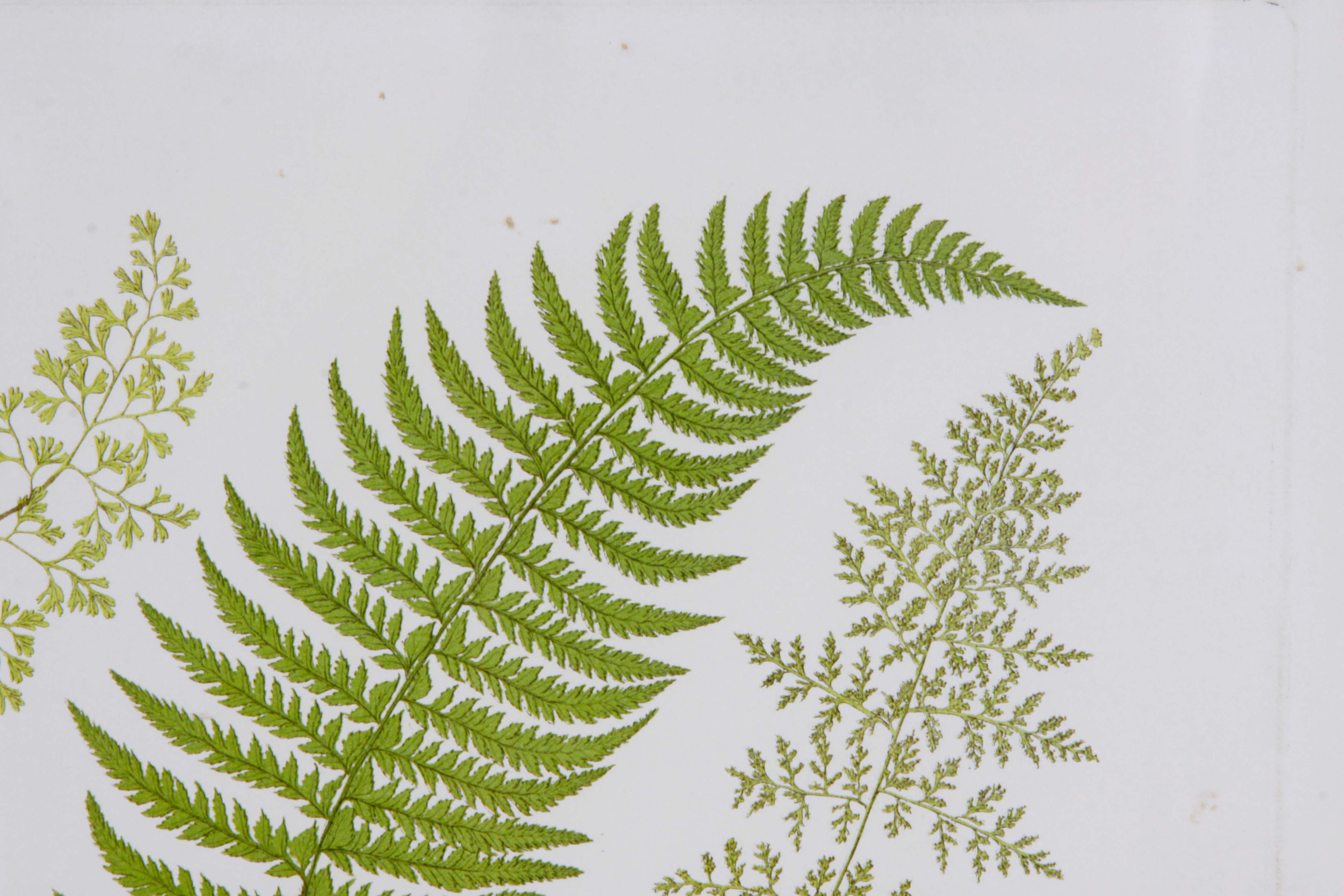 Framed Art Collection