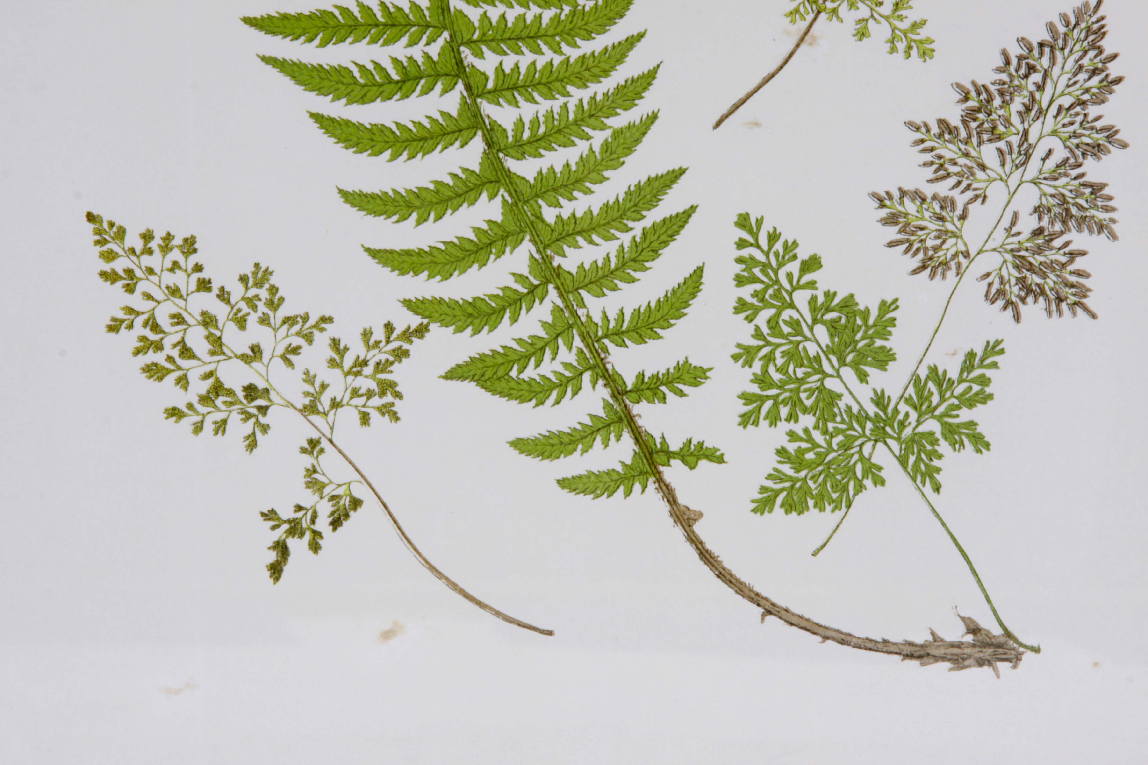 Framed Art Collection