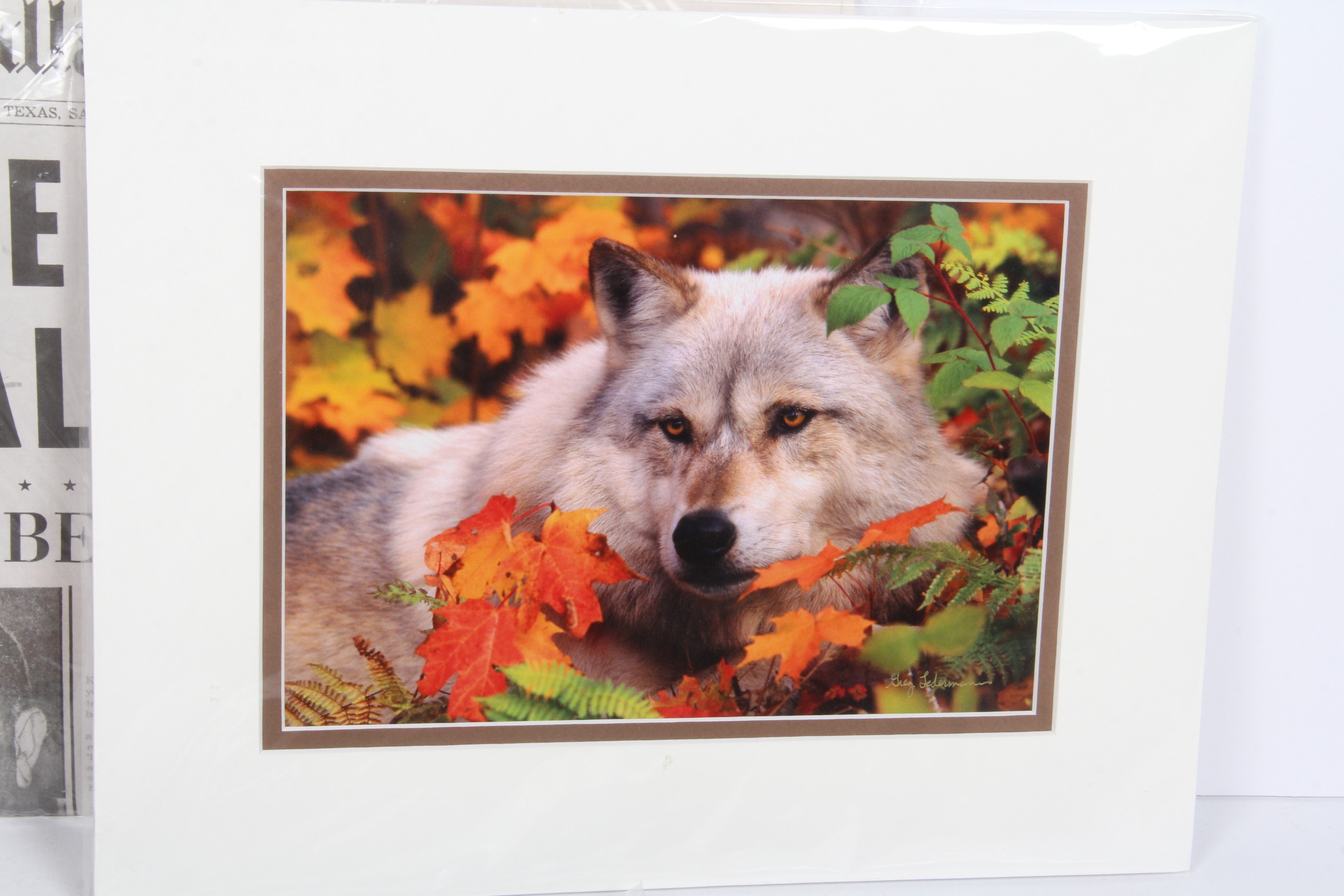 Eclectic Collection of Ephemera, Photo, Rock and More