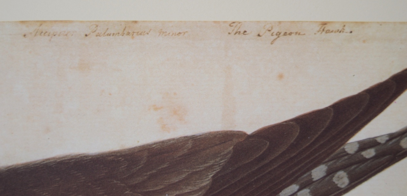 Portfolio of "The Natural History Watercolours" by Mark Catesby