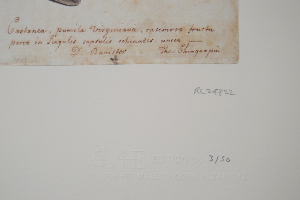 Portfolio of "The Natural History Watercolours" by Mark Catesby