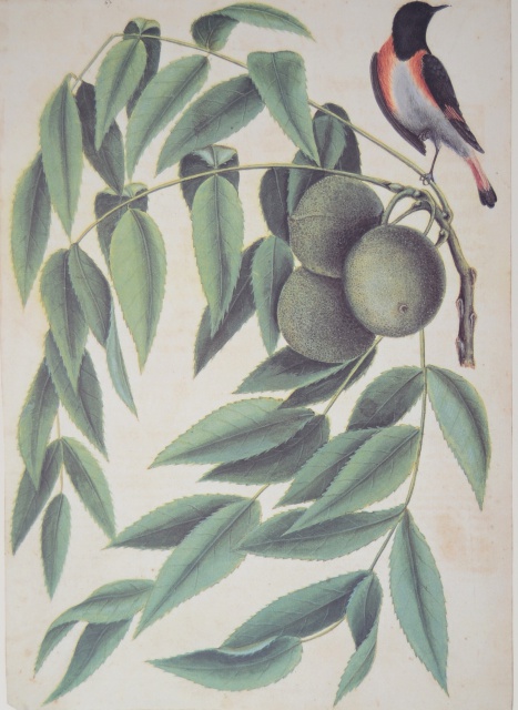 Portfolio of "The Natural History Watercolours" by Mark Catesby