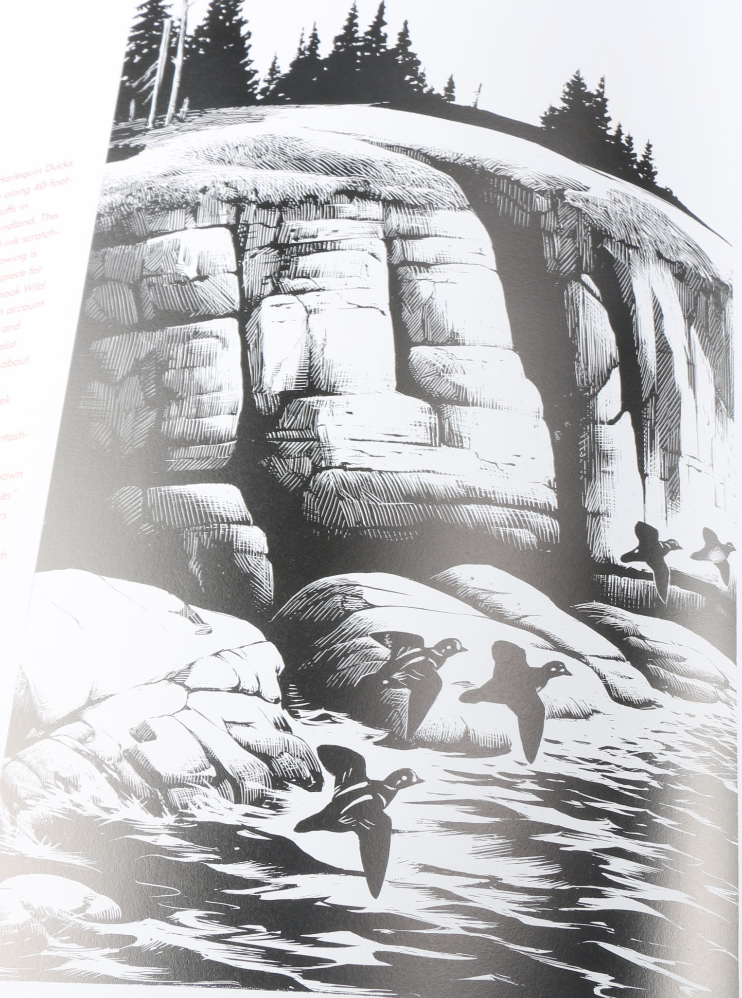 First Edition "Roger Tory Peterson:  The Art and Photography of the World's Foremost Birder"