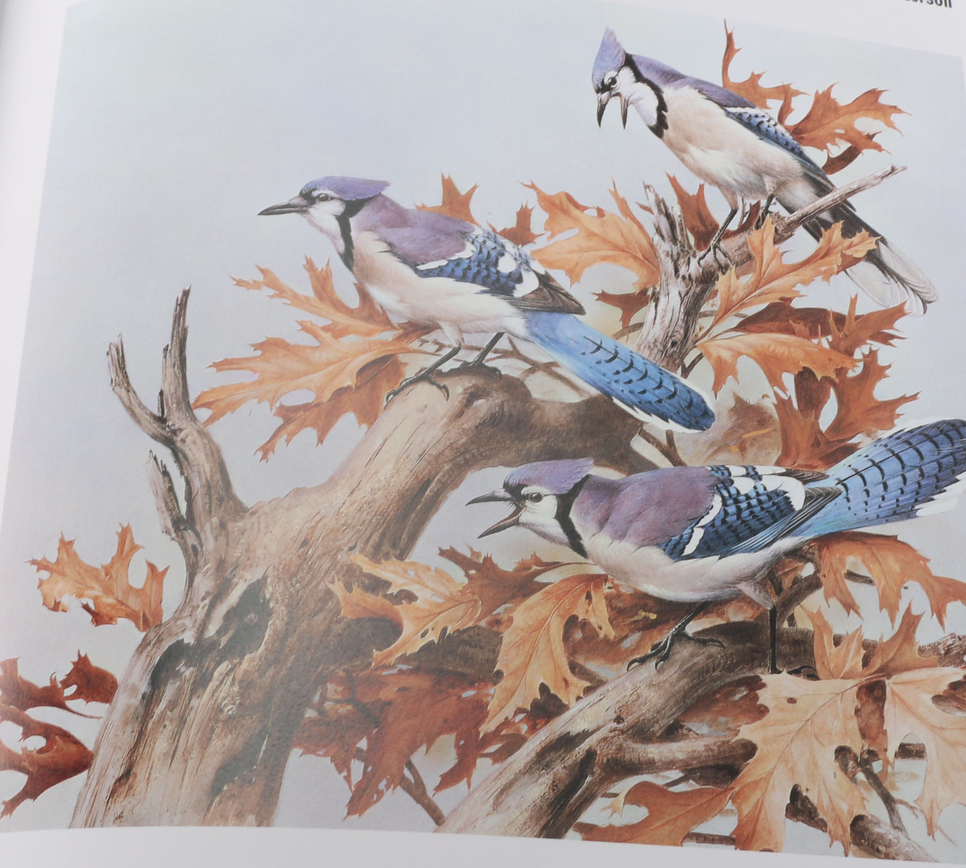 First Edition "Roger Tory Peterson:  The Art and Photography of the World's Foremost Birder"