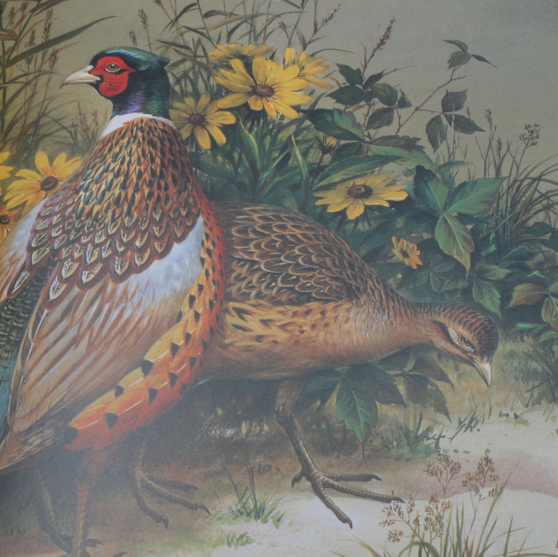 First Edition "Roger Tory Peterson:  The Art and Photography of the World's Foremost Birder"