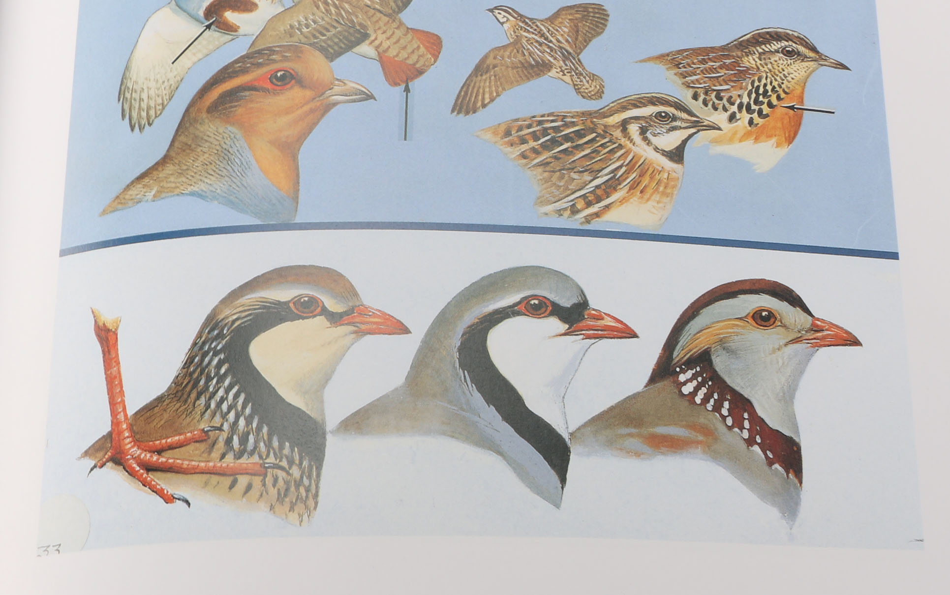 First Edition "Roger Tory Peterson:  The Art and Photography of the World's Foremost Birder"