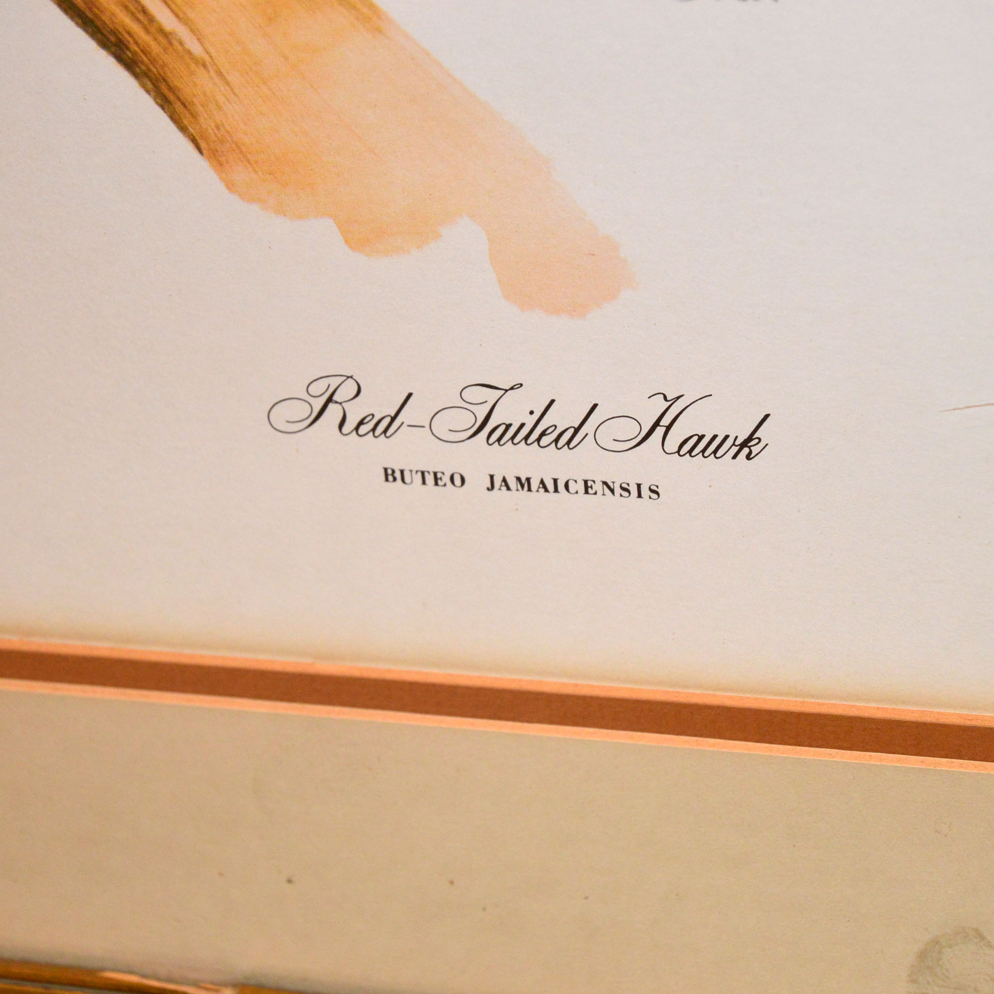 Tom Dunnington Signed Limited Edition Offset Lithograph "Red-Tailed Hawk"