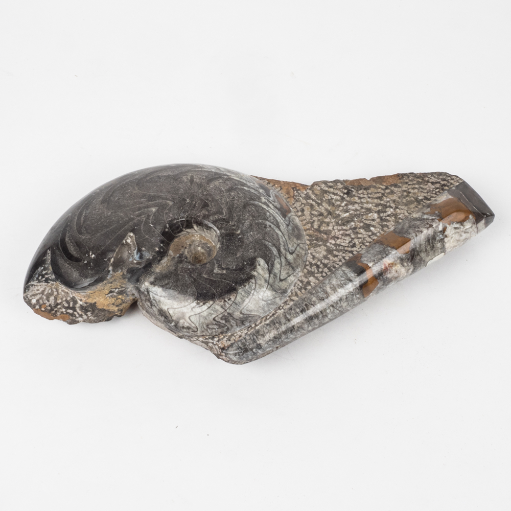 Polished Cephalopod Fossil Slab