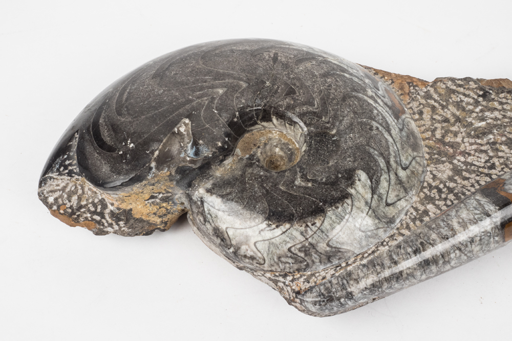 Polished Cephalopod Fossil Slab