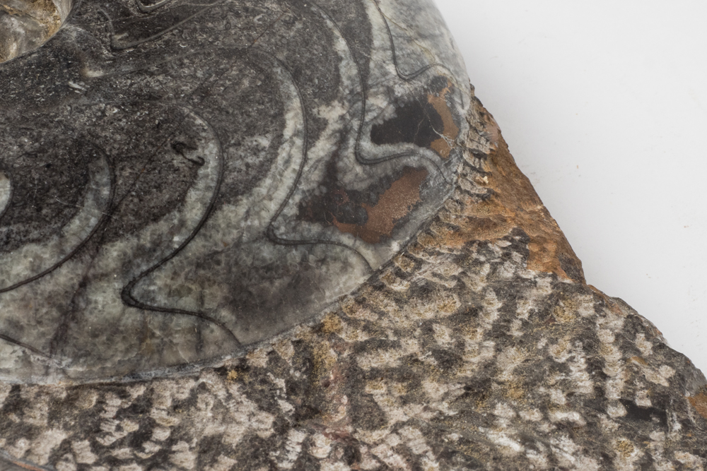 Polished Cephalopod Fossil Slab