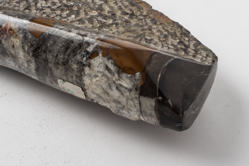 Polished Cephalopod Fossil Slab