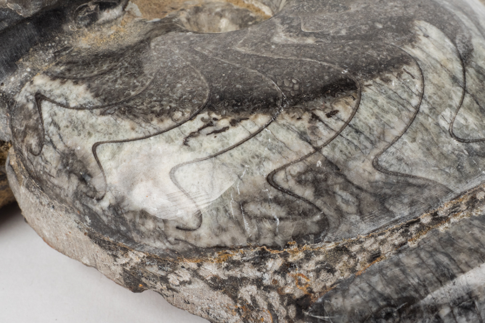 Polished Cephalopod Fossil Slab