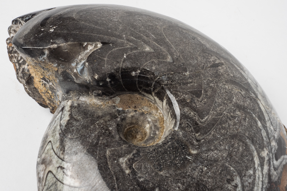 Polished Cephalopod Fossil Slab