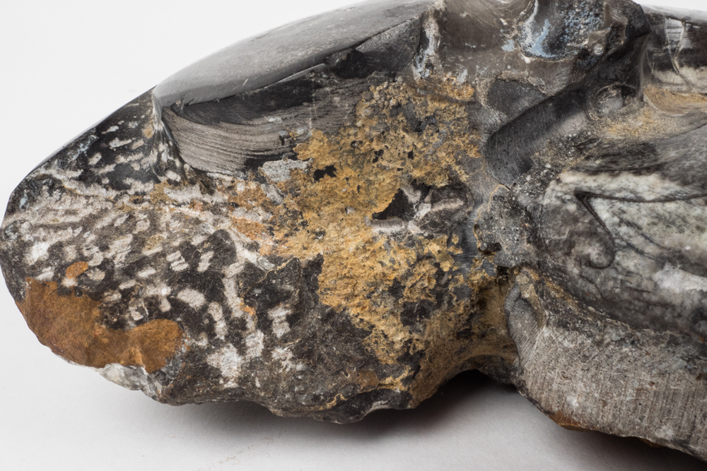 Polished Cephalopod Fossil Slab