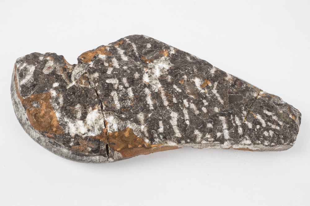 Polished Cephalopod Fossil Slab