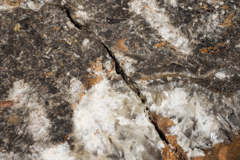 Polished Cephalopod Fossil Slab