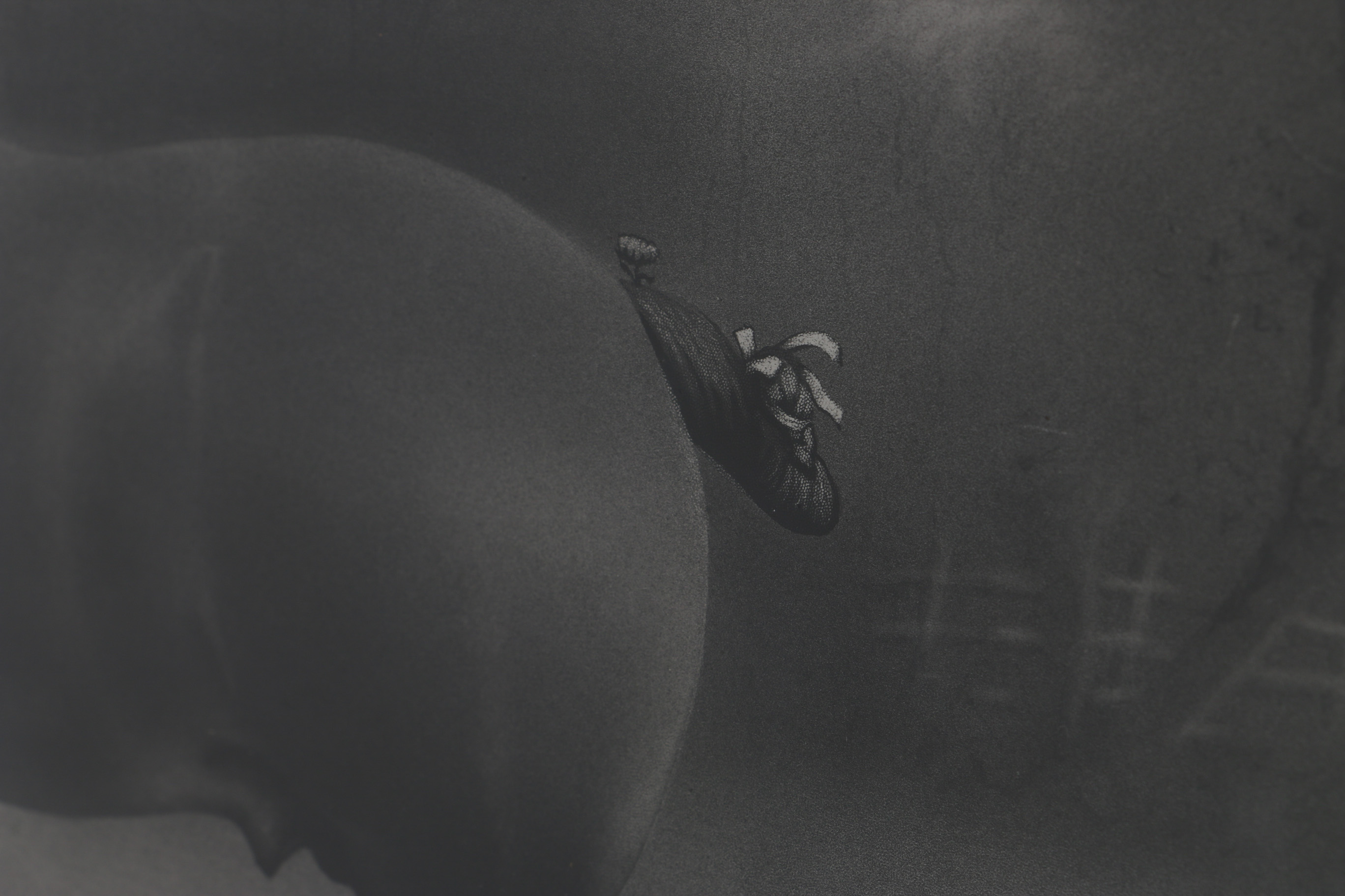 Lou Burk Hand-Embellished Print "Prince Grandeur 9639" 1902