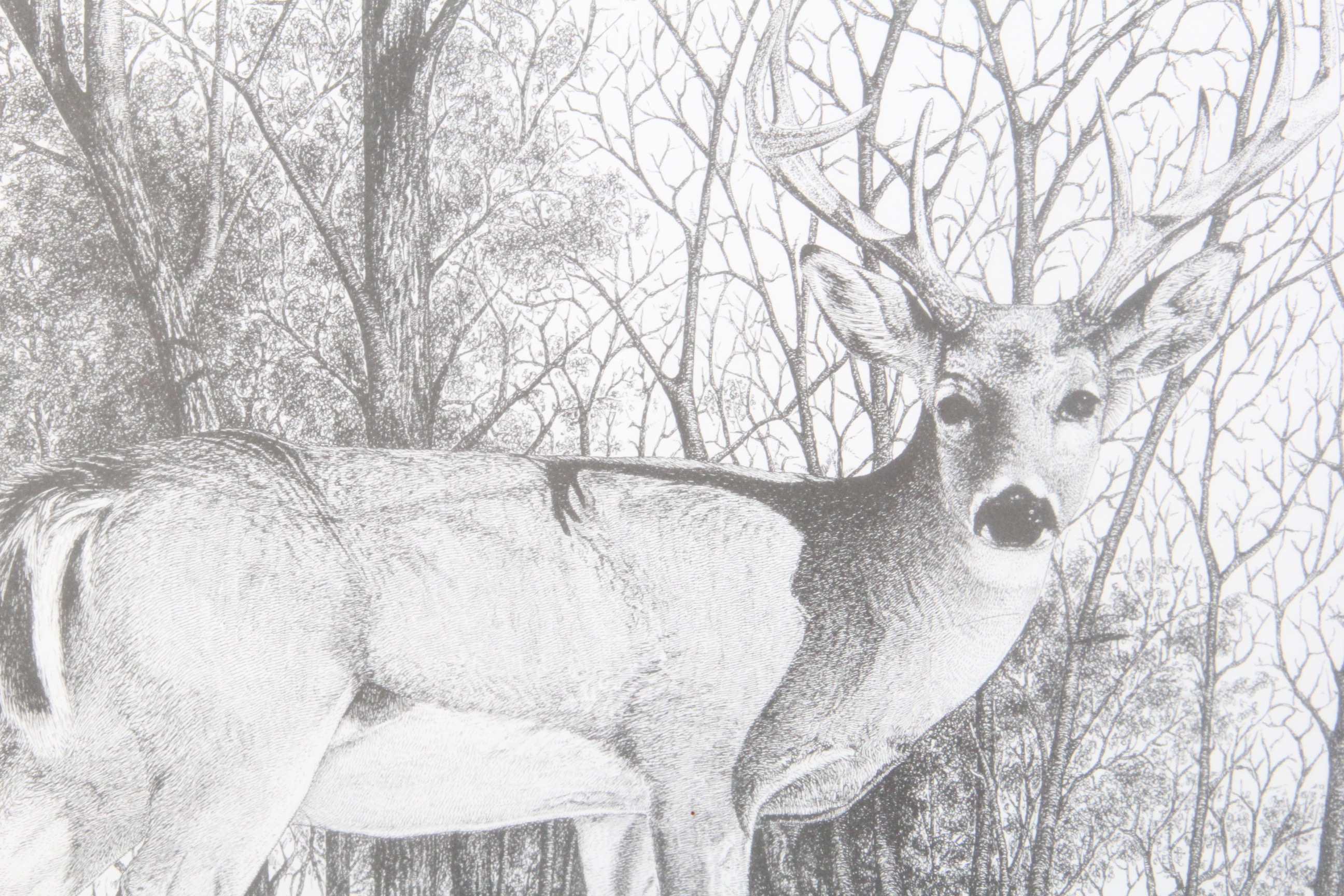 Original Signed "White-Tailed Buck" Ink Drawing by Texas Artist Ric Marley