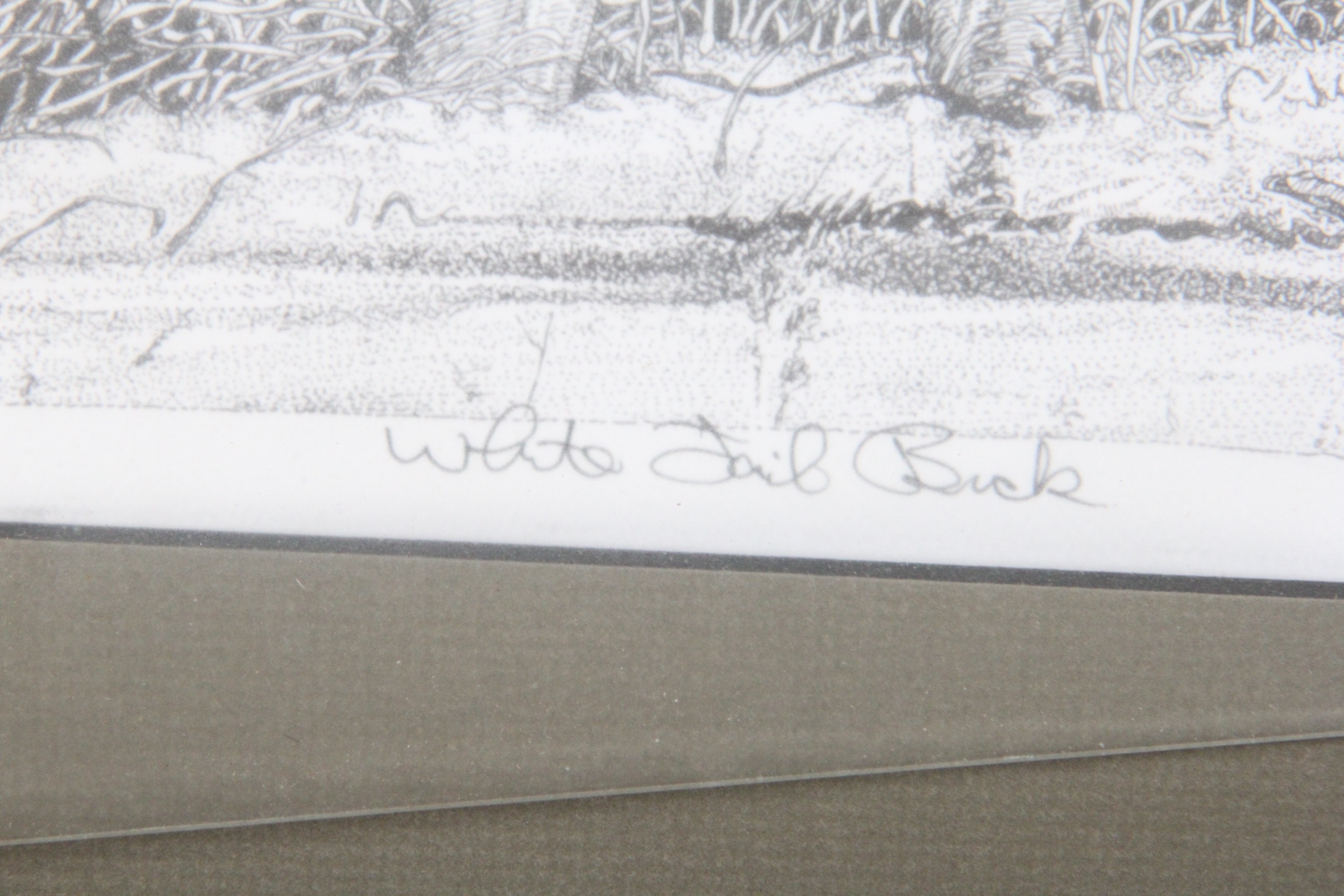 Original Signed "White-Tailed Buck" Ink Drawing by Texas Artist Ric Marley