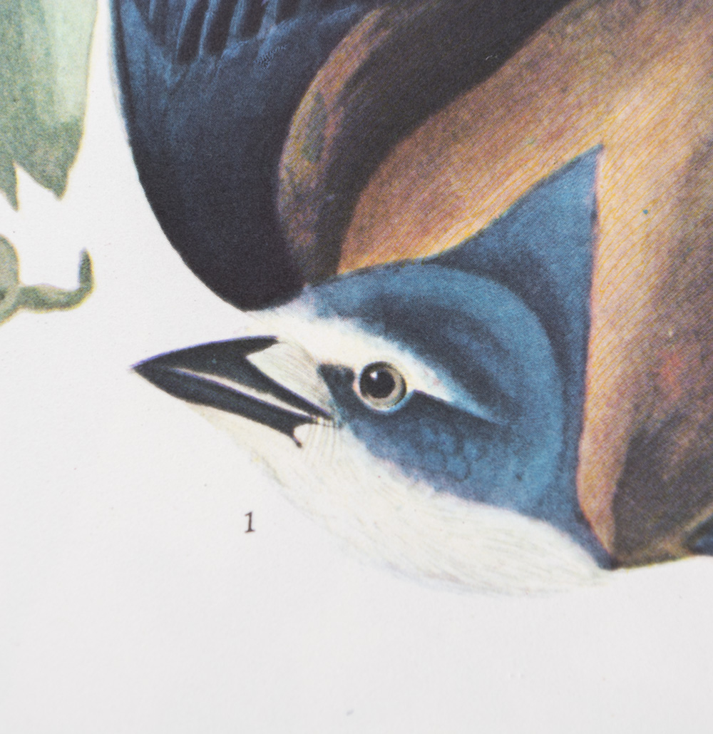 Vintage 1964 "The Audubon Folio" Prints and Guide