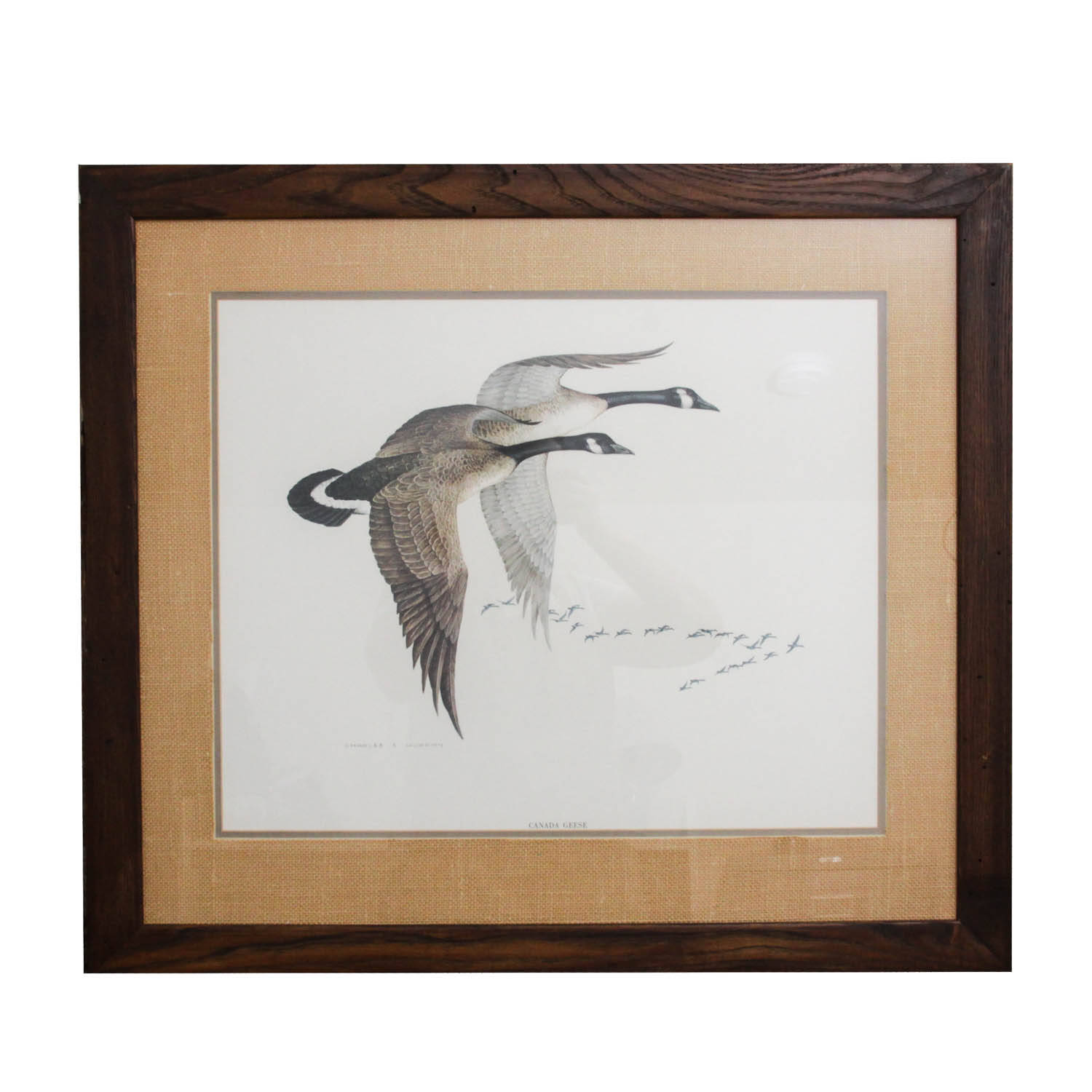 Canadian Geese Print by Charles Murphy