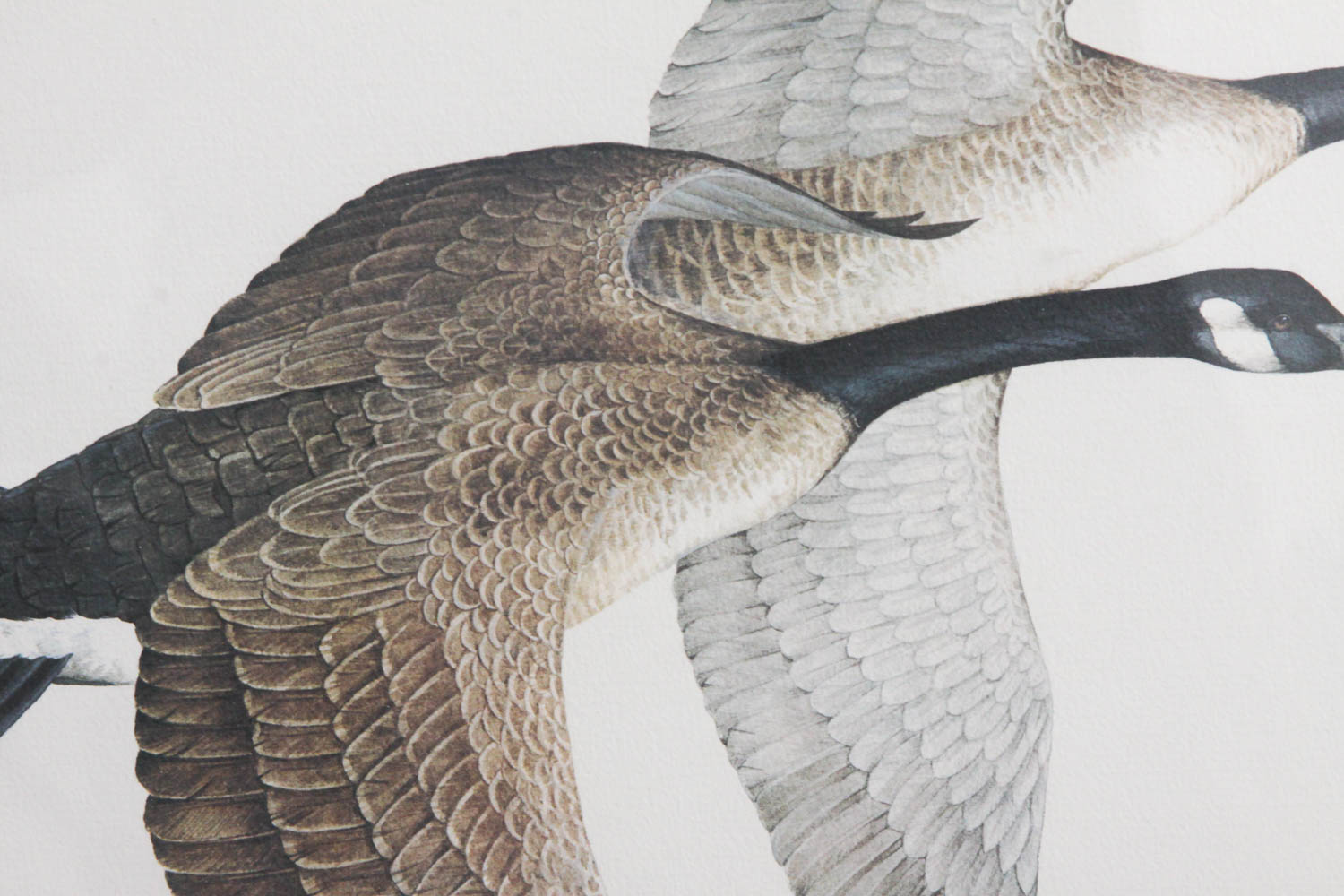 Canadian Geese Print by Charles Murphy