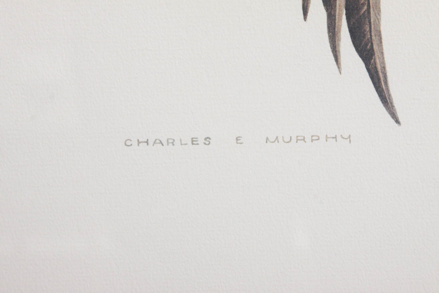 Canadian Geese Print by Charles Murphy