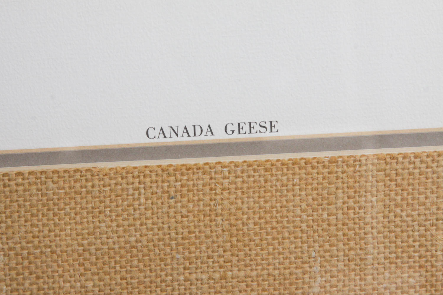 Canadian Geese Print by Charles Murphy