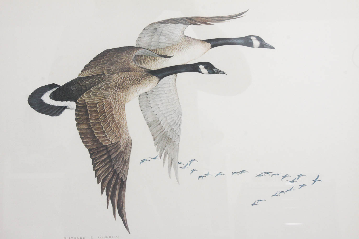 Canadian Geese Print by Charles Murphy