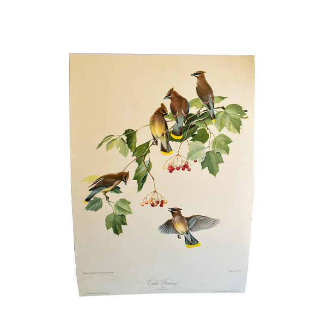 Pair of Framed Bird Prints and an Audubon Lithograph