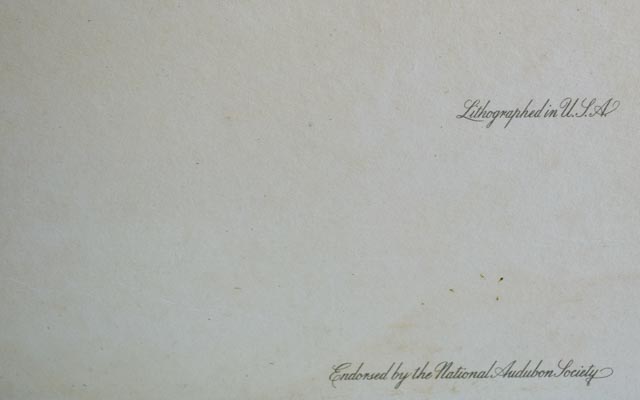 Pair of Framed Bird Prints and an Audubon Lithograph