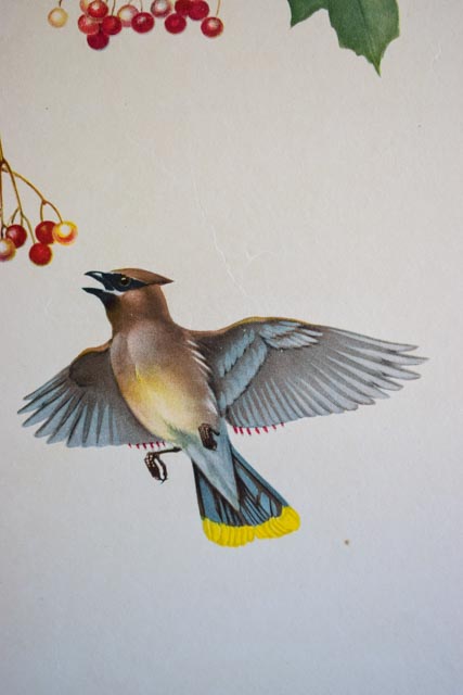 Pair of Framed Bird Prints and an Audubon Lithograph