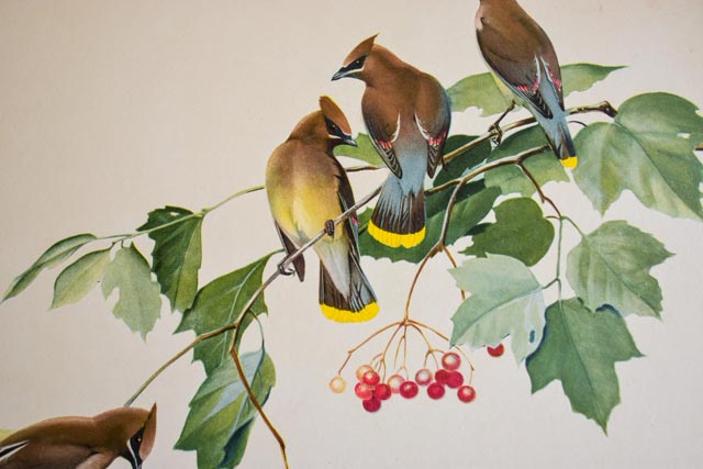 Pair of Framed Bird Prints and an Audubon Lithograph